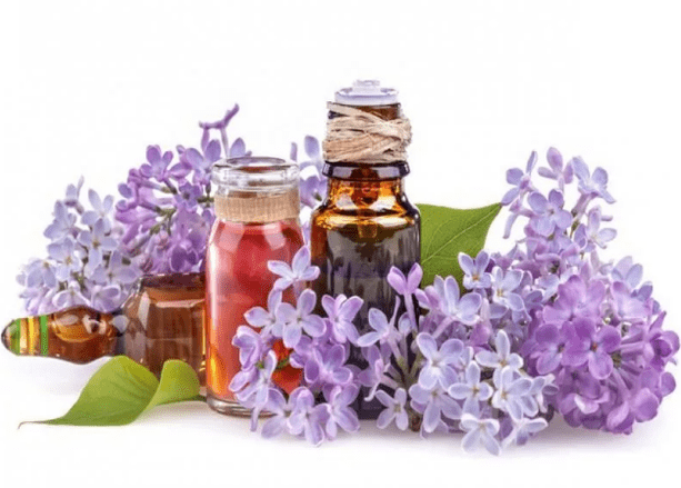 Die Infusion von Flieder